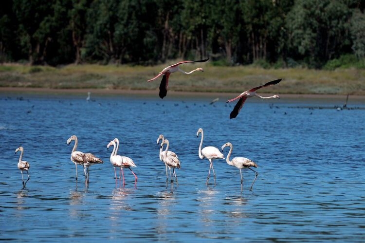 Municípios querem que Lagoa de Óbidos seja zona húmida classificada