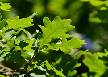 Free Trees For Portugal planta 110 mil árvores autóctones para ajudar a combater a seca e alteração climática