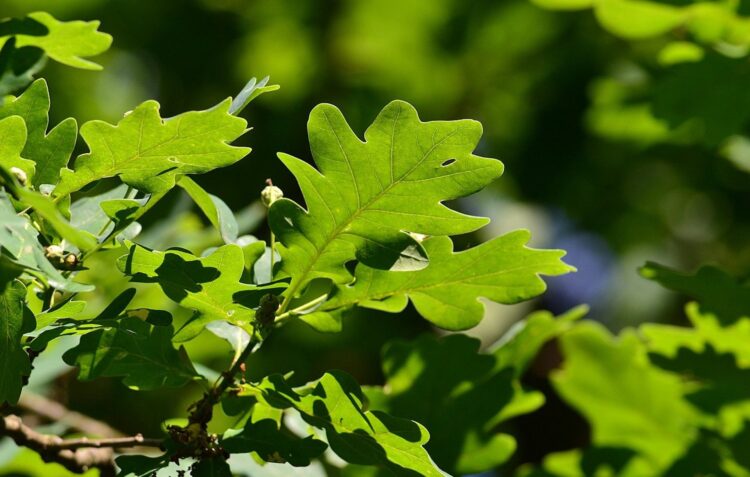 Free Trees For Portugal planta 110 mil árvores autóctones para ajudar a combater a seca e alteração climática