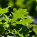 Free Trees For Portugal planta 110 mil árvores autóctones para ajudar a combater a seca e alteração climática