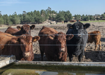 Número de produtores de leite em  Leiria caiu para metade em quatro anos