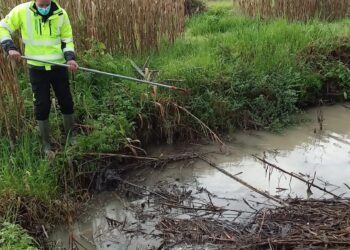 Serviço de Vigilância Ambiental de Leiria regista 254 ocorrências num ano