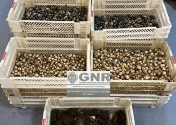 Apreensão de 300 quilos de bivalves e crustáceos em Peniche