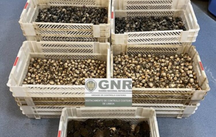 Apreensão de 300 quilos de bivalves e crustáceos em Peniche
