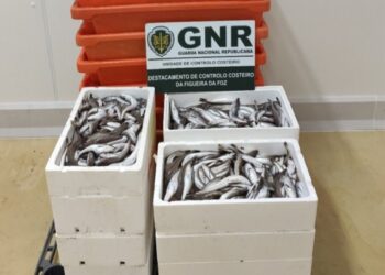 GNR aprendeu na Nazaré 120 quilos de pescada subdimensionada