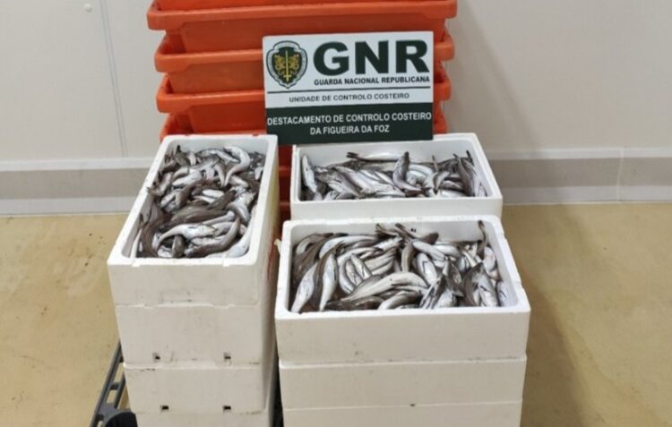 GNR aprendeu na Nazaré 120 quilos de pescada subdimensionada