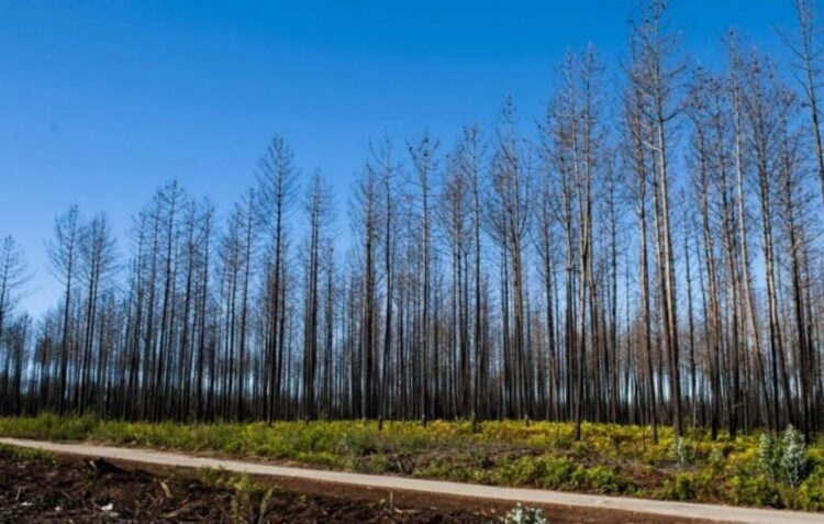 Consulta pública do Plano de Gestão Florestal da Mata Nacional de Leiria teve 22 participações