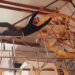 Artes de rua e artes circenses marcarão encerramento do Festival de Teatro de Pombal