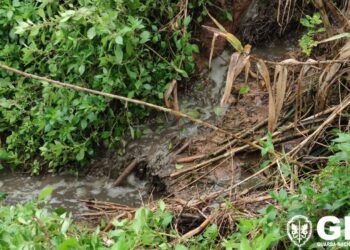 Efluentes pecuários escorrem para ribeira em Caldas da Rainha