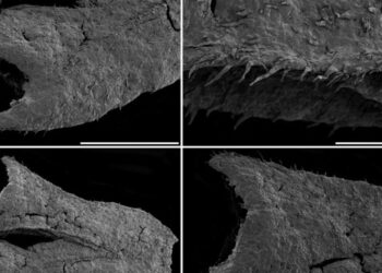 Cientistas descobrem fóssil de espécie de planta pré-histórica em Porto de Mós