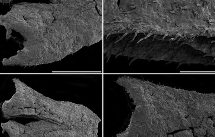 Cientistas descobrem fóssil de espécie de planta pré-histórica em Porto de Mós