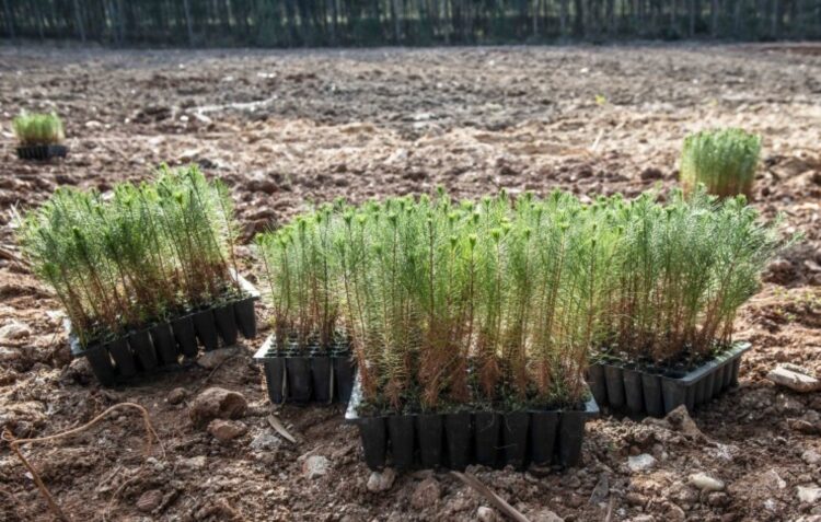 Estado quer “dar o exemplo” na floresta da Marinha Grande e anuncia investimento de 3 milhões no Pinhal de Leiria