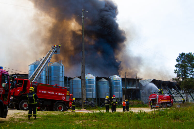 Cerca de 120 mil frangos mortos em incêndio em aviário no concelho de Leiria