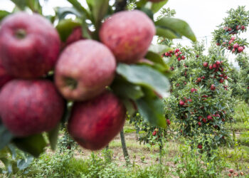 Exportações de frutas, legumes  e flores valem mais de 80 milhões  de euros ao distrito de Leiria