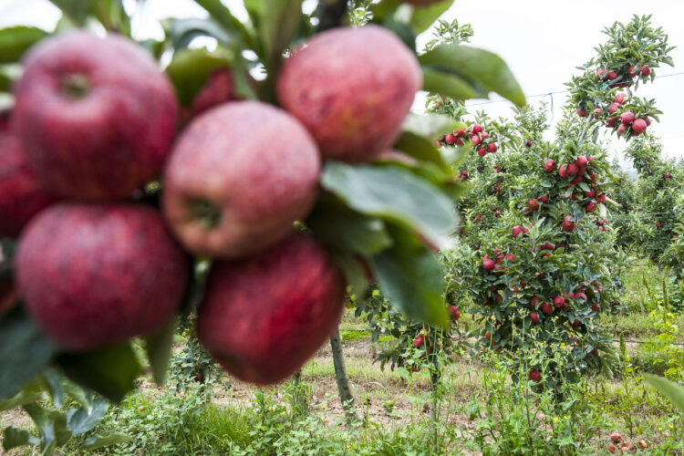 Exportações de frutas, legumes e flores valem mais de 80 milhões de euros ao distrito de Leiria