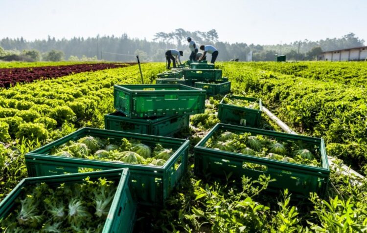 Agricultores do Louriçal reclamam “apoios urgentes” ao Governo
