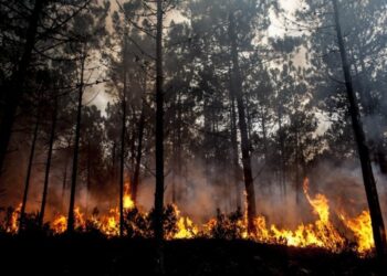 Queima de sobrantes sem segurança resulta em incêndio em Óbidos
