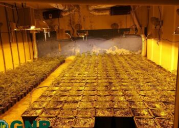 GNR apreende 48 quilos de droga no valor de cerca de 250 mil euros