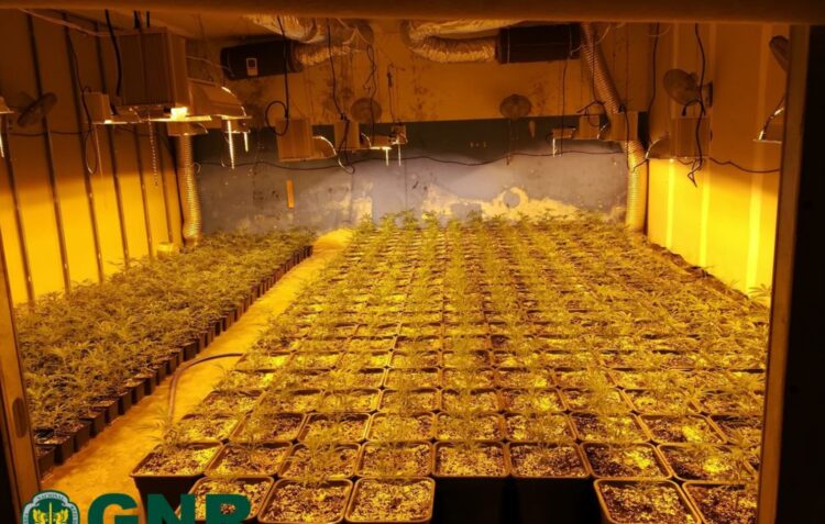 GNR apreende 48 quilos de droga no valor de cerca de 250 mil euros