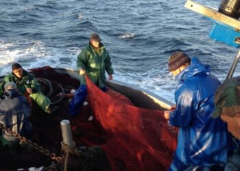 Pescadores da sardinha satisfeitos com limite anual de capturas