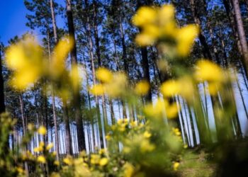 Pombal quer plantar 270 mil árvores autóctones até 2031