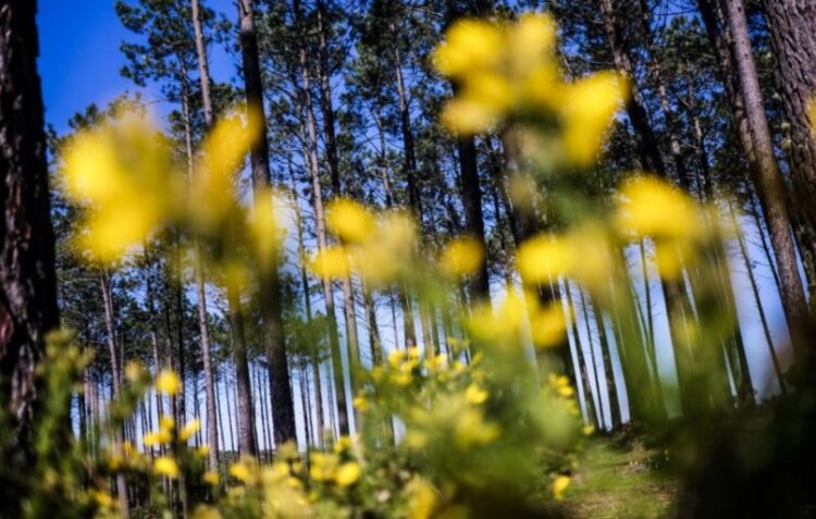 Pombal quer plantar 270 mil árvores autóctones até 2031