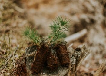 GEOTA quer plantar 650 mil árvores no Pinhal de Leiria entre pinheiro-bravo e espécies autóctones