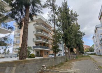 Câmara de Leiria tenta salvar 25 árvores que moradores querem cortadas