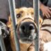 Associação protectora de animais pede ajuda para ajudar. Diz-se “a sufocar”