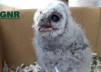 Coruja-do-mato juvenil resgatada em Colmeias, Leiria, pela GNR