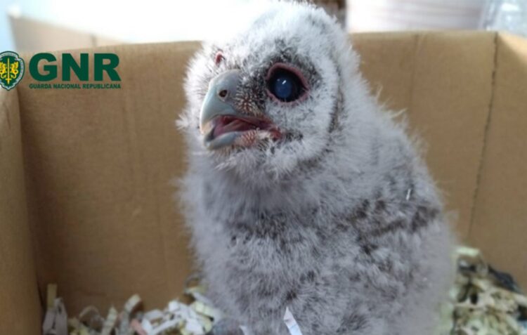 Coruja-do-mato juvenil resgatada em Colmeias, Leiria, pela GNR