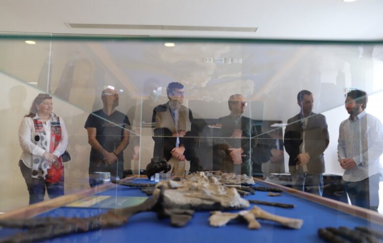 Plesiossauro com 195 milhões de anos em exposição na Marinha Grande