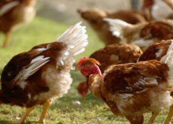 Grupo Lusiaves recebe certificado em bem-estar animal Welfair