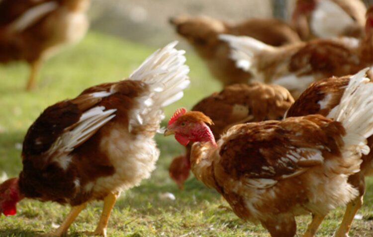 Grupo Lusiaves recebe certificado em bem-estar animal Welfair