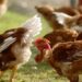 Grupo Lusiaves recebe certificado em bem-estar animal Welfair