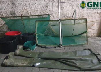 GNR apreende cerca de um quilo de meixão na Marinha Grande