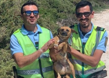 Militares da GNR resgatam cão perdido há cerca de um mês em Caldas da Rainha
