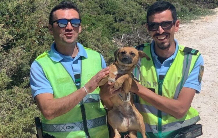 Militares da GNR resgatam cão perdido há cerca de um mês em Caldas da Rainha