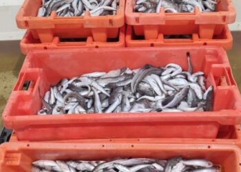 GNR apreende 474 quilos de pescada subdimensionada em Porto de Mós