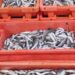 GNR apreende 474 quilos de pescada subdimensionada em Porto de Mós