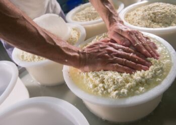Feira do Queijo Rabaçal e ExpoSicó leva mais de 40 expositores a Condeixa