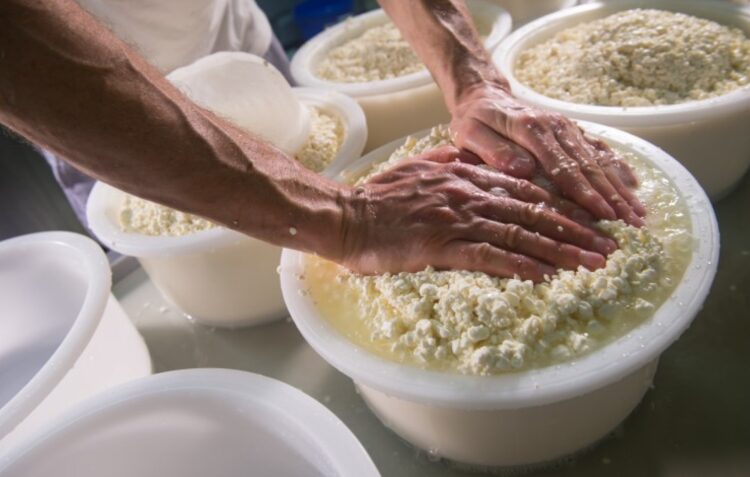 Feira do Queijo Rabaçal e ExpoSicó leva mais de 40 expositores a Condeixa