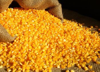 Cereais e rações estão 40%  mais caros desde o início da guerra