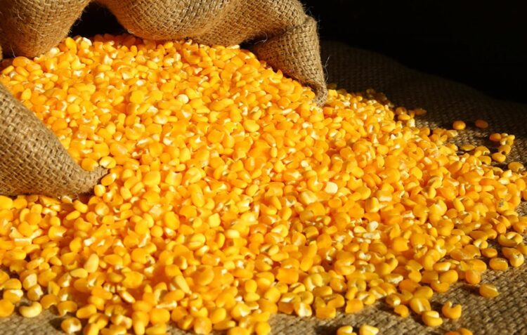 Cereais e rações estão 40%  mais caros desde o início da guerra