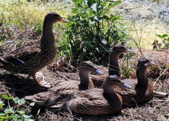 Dos cinco patos libertados ontem pela Junta de A-dos-Francos já alguém “apanhou” três