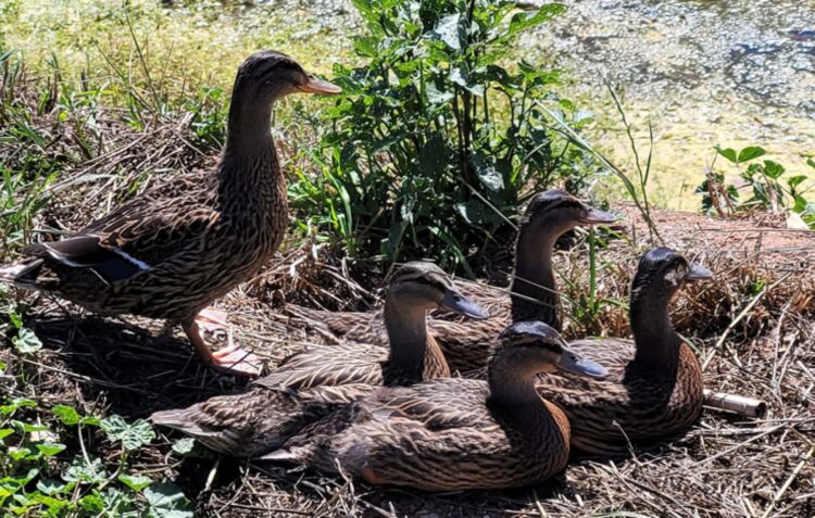 Dos cinco patos libertados ontem pela Junta de A-dos-Francos já alguém “apanhou” três