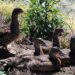 Dos cinco patos libertados ontem pela Junta de A-dos-Francos já alguém “apanhou” três