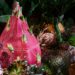Frutos tropicais inspiram nova colecção da Bordallo Pinheiro