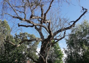 Seis árvores em “risco de queda” vão ser abatidas em Leiria 