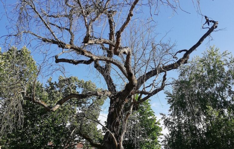Seis árvores em “risco de queda” vão ser abatidas em Leiria